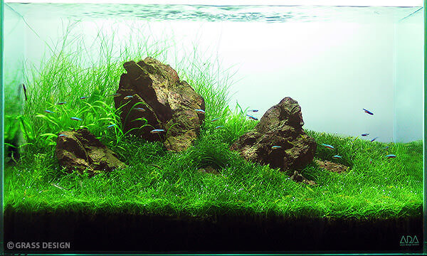Grass Design グラスデザイン について Grass Design アクアリウム 水草水槽 熱帯魚の情報