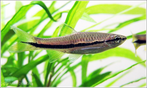 ラスボラ カロクロマを飼育しよう おすすめの熱帯魚 Grass Design アクアリウム 水草水槽 熱帯魚の情報